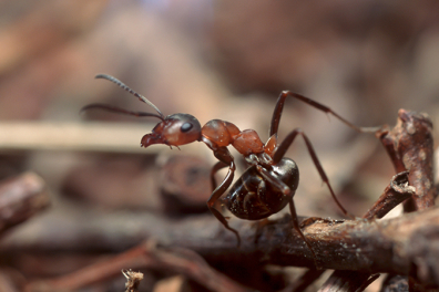 Vivre en société - les fourmis rousses - La défense du nid - 3mn 39s